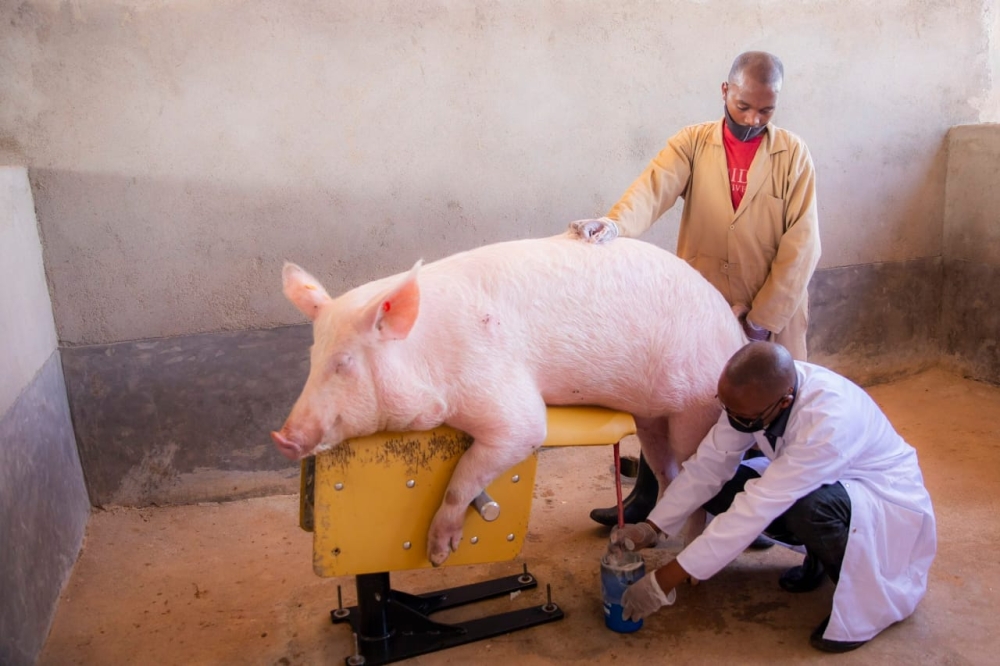 The Rwanda Agriculture Board (RAB) aims to modernise 85% of Rwanda’s pig farming sector by 2029 up from 20% in 2021. 