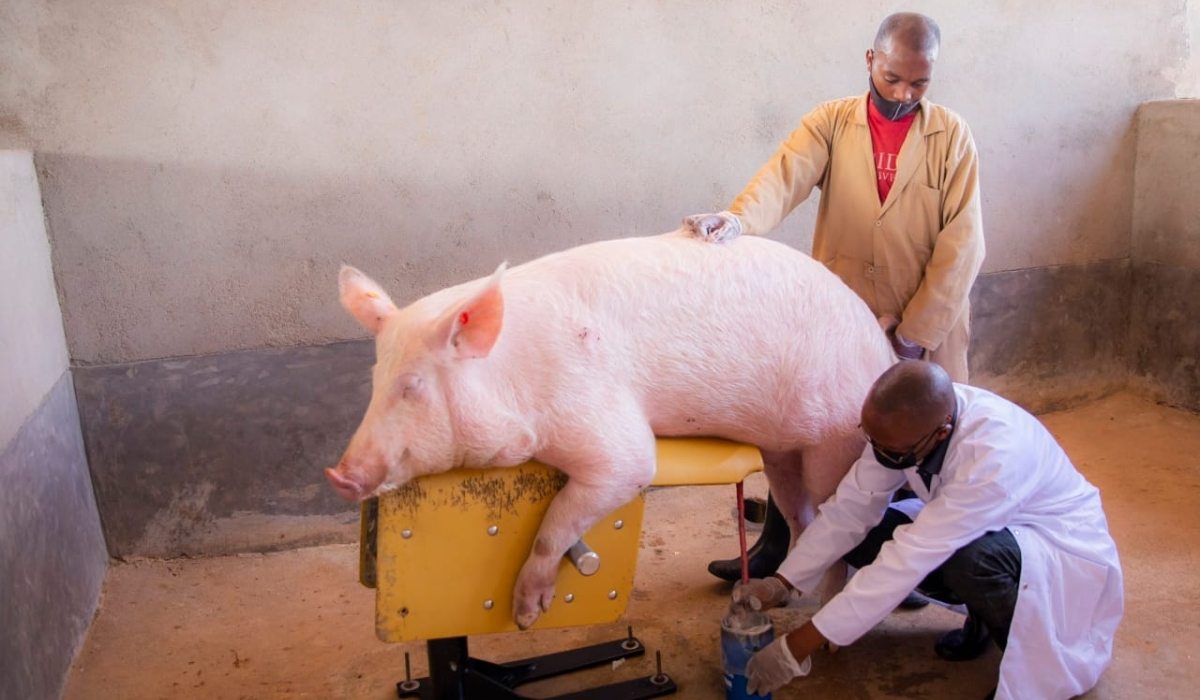 The Rwanda Agriculture Board (RAB) aims to modernise 85% of Rwanda’s pig farming sector by 2029 up from 20% in 2021. 