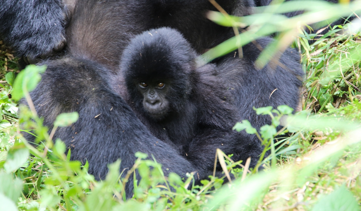 RDB announced that twenty-two mountain gorillas born in the last 12 months will be named during the 20th Kwita Izina Ceremony on October 18.