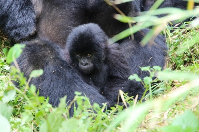 RDB announced that twenty-two mountain gorillas born in the last 12 months will be named during the 20th Kwita Izina Ceremony on October 18.