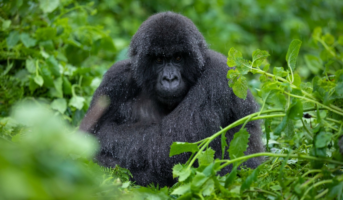 One of mountain gorillas from Kwitonda familly in the Volcanoes National Park. Sam Ngenda