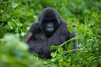 One of mountain gorillas from Kwitonda familly in the Volcanoes National Park. Sam Ngenda