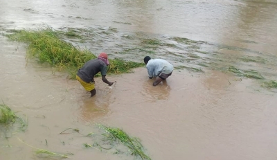 Farmers try to salvage their rice produce from a flooded plantation in the aftermath of heavy rains in Rwangingo Marshland in Nyagatare District on May 6, 2020. Photo: Courtesy.