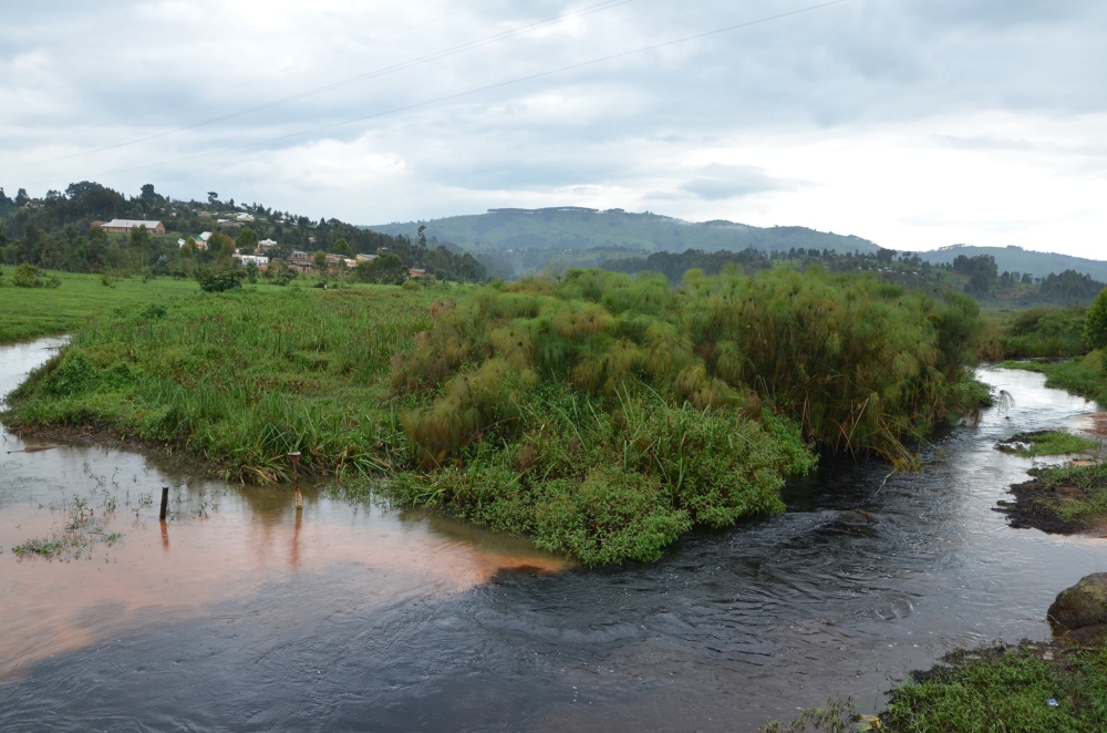 A view of Rugezi wetland in in Burera, one of the restored marshlands in in Rwanda. Photo by Sam Ngendahimana