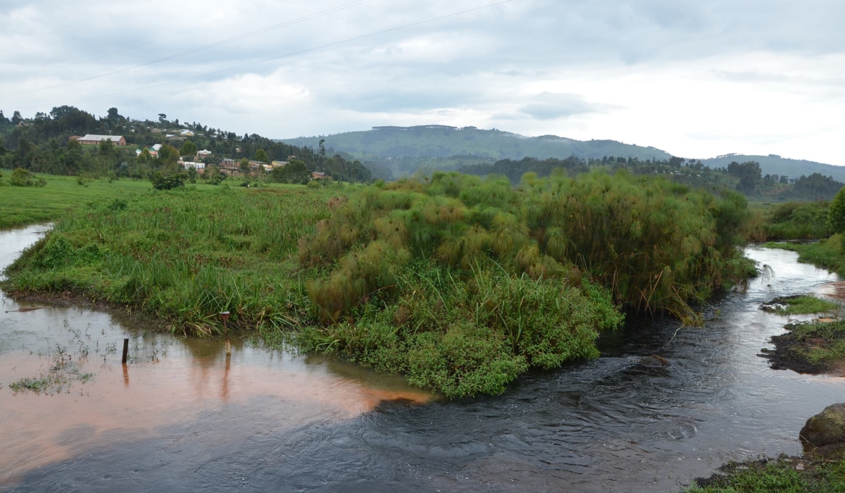 A view of Rugezi wetland in in Burera, one of the restored marshlands in in Rwanda. Photo by Sam Ngendahimana