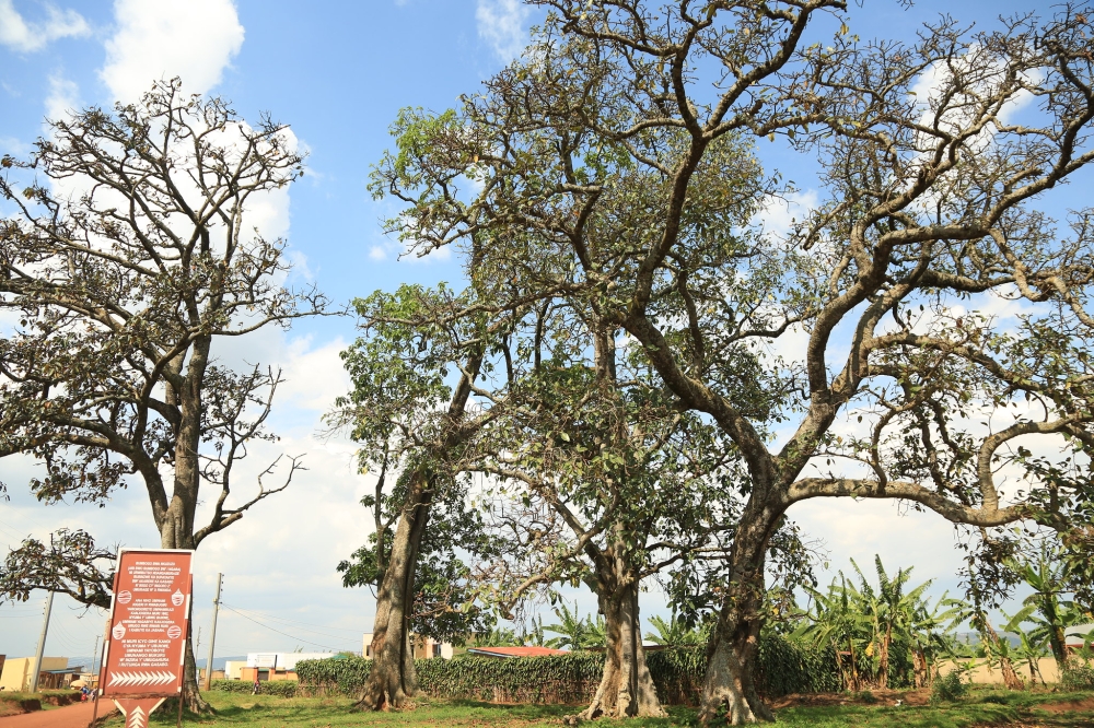 Former king&#039;s palace (Ibigabiro bya) Kigeli IV Rwabugiri at Bumbogo bwa Nkuzuzu in Gasabo District. Sam Ngendahimana