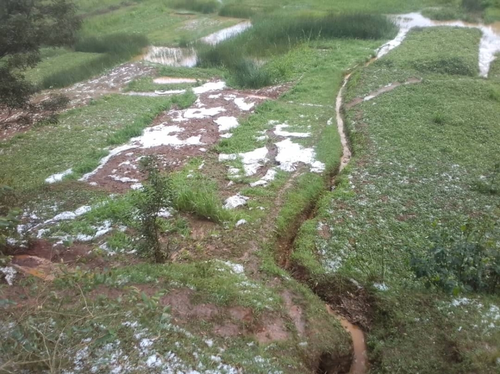 Hailstorm ravaged farmers’ crops in Gakenke District on the evening of October 1. Courtesy