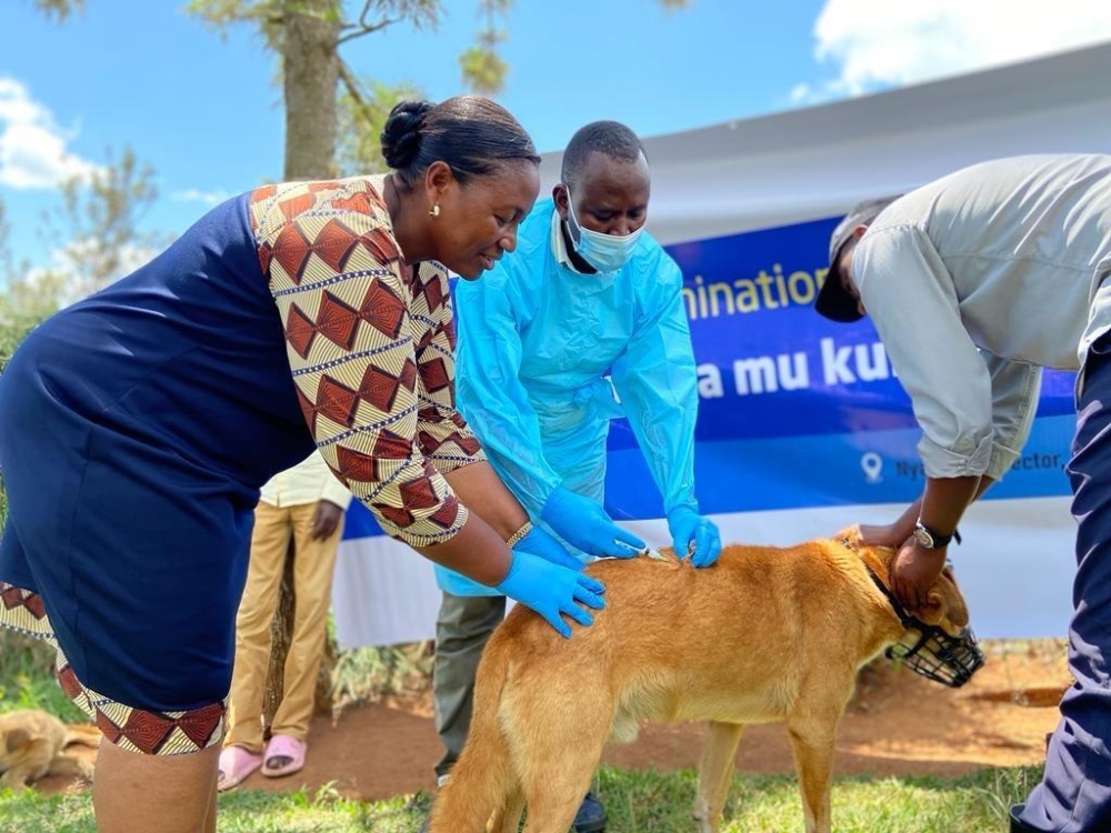 FAO has been working with various actors and partners to make Rwanda’s goal of eliminating rabies by 20230 a reality.