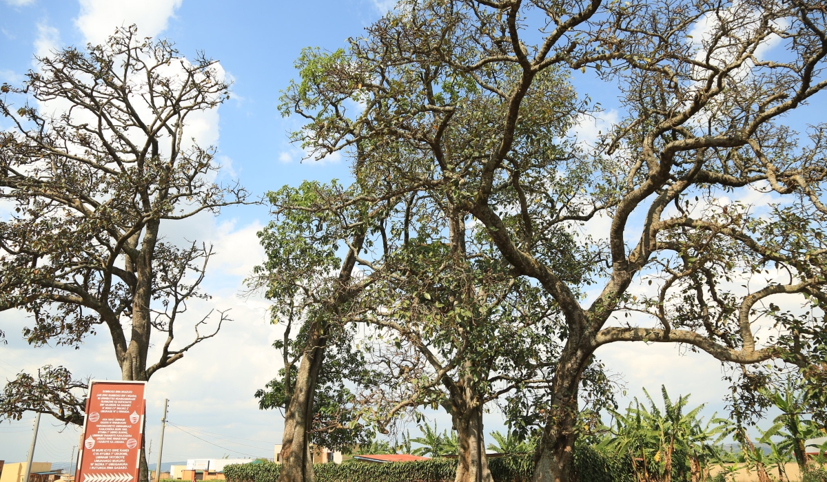 Former king&#039;s palace (Ibigabiro bya) Kigeli IV Rwabugiri at Bumbogo bwa Nkuzuzu in Gasabo District. Sam Ngendahimana