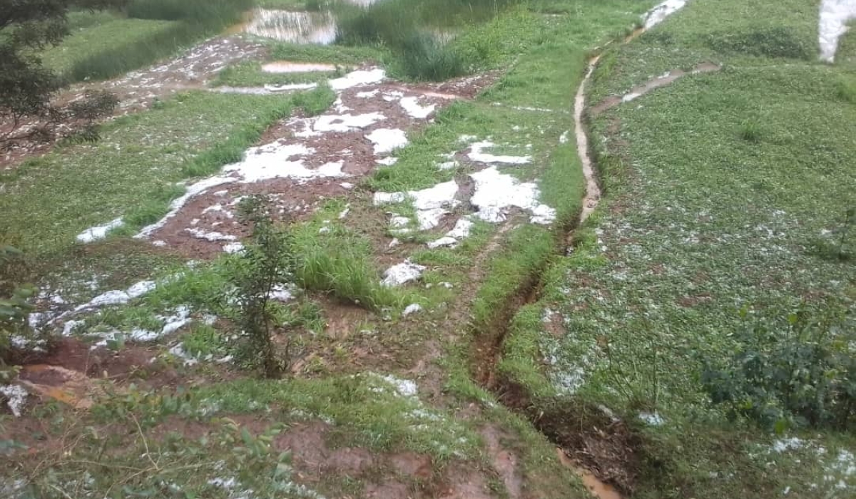 Hailstorm ravaged farmers’ crops in Gakenke District on the evening of October 1. Courtesy