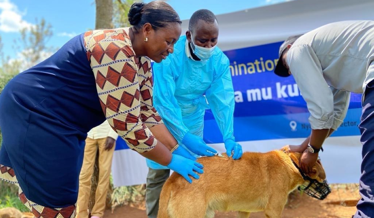 FAO has been working with various actors and partners to make Rwanda’s goal of eliminating rabies by 20230 a reality.