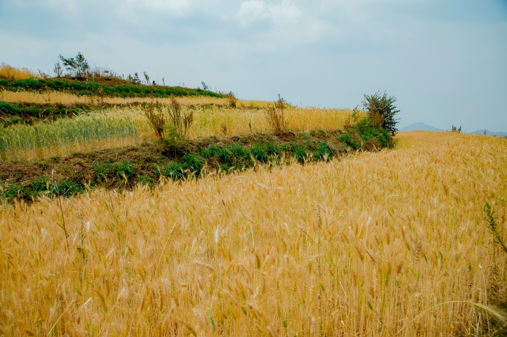 A view of a wheat farm on terraces in Gakenke District. The six-year project is also contributing in increasing the agricultural produce.