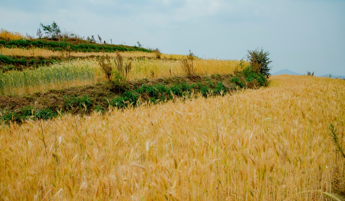 A view of a wheat farm on terraces in  Kirehe District. The six-year project is also contributing in increasing  the agricultural produce