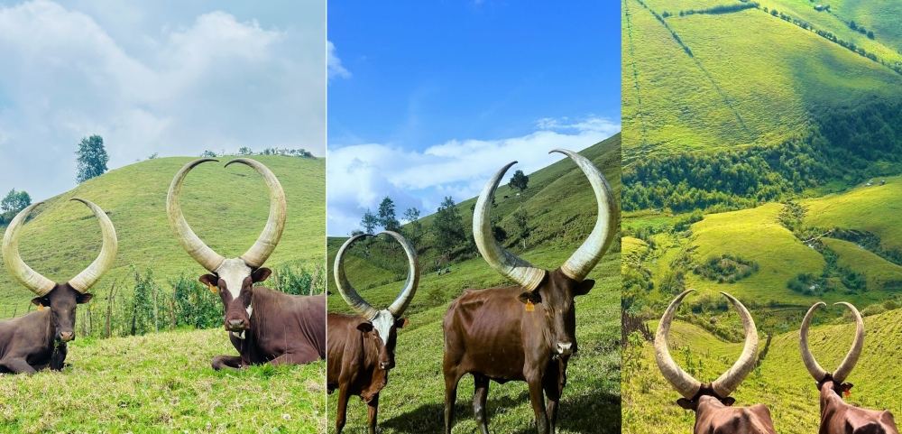 Inyambo, Rwanda’s popular long-horned royal cows, that were recently reintroduced to Bigogwe. Courtesy