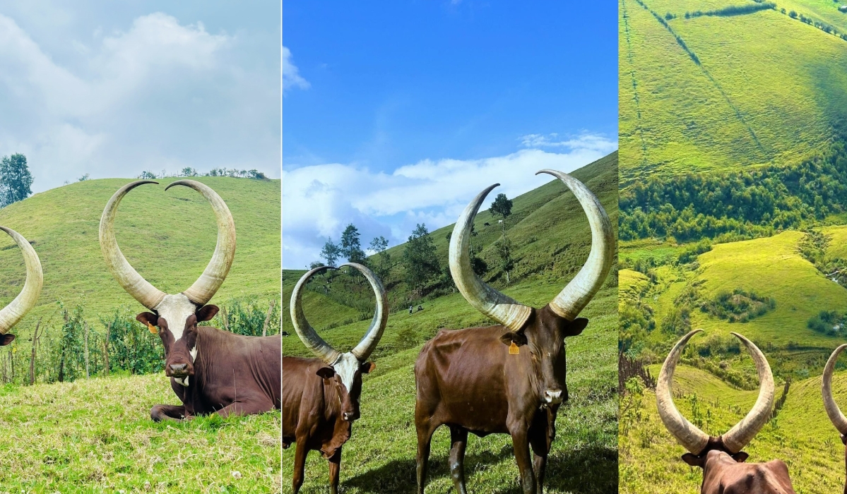 Inyambo, Rwanda’s popular long-horned royal cows, that were recently reintroduced to Bigogwe. Courtesy