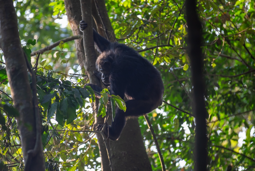 More than 5,000 vertebrate species, a drop of 73% between 1970 and 2020.Photo by Mucyo Wlilly 