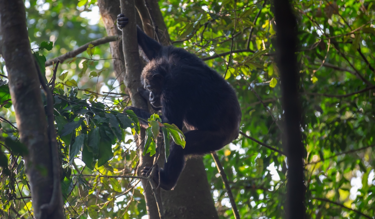 More than 5,000 vertebrate species, a drop of 73% between 1970 and 2020.Photo by Mucyo Wlilly 