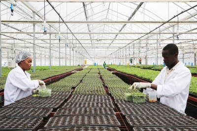 Agric specialists during a seeds multiplication exercise in a greenhouse in Musanze District. Sam Ngendahimana