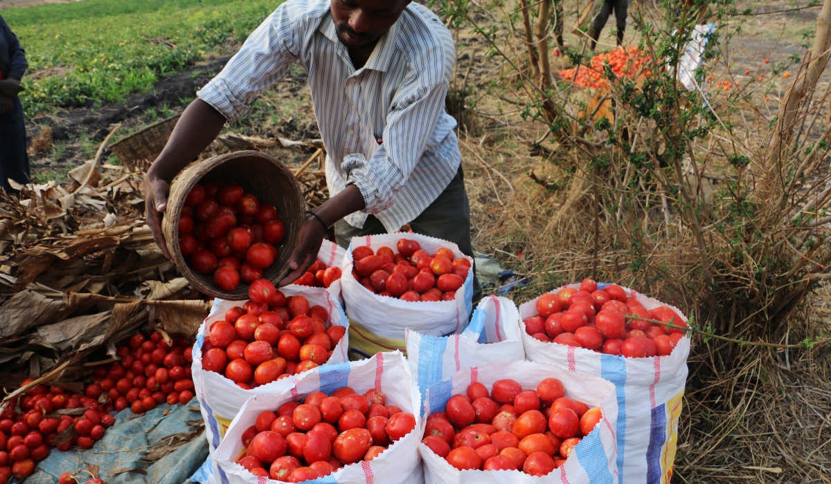 A tomato farmer harvesting his produce for the market. Rwanda&#039;s tomato exports for the fiscal year 2023-2024 reached 13.7 million kilograms. File