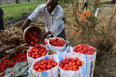 A tomato farmer harvesting his produce for the market. Rwanda&#039;s tomato exports for the fiscal year 2023-2024 reached 13.7 million kilograms. File