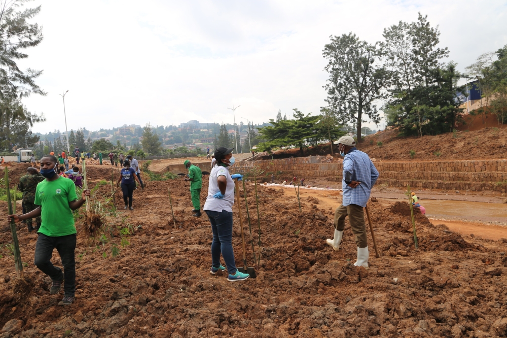 Residents plant bamboo trees near Rugunga drainage. File