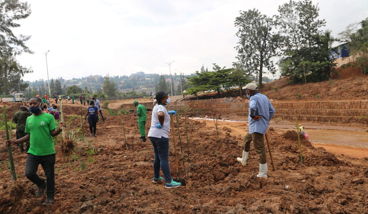 Residents plant bamboo trees near Rugunga drainage. File