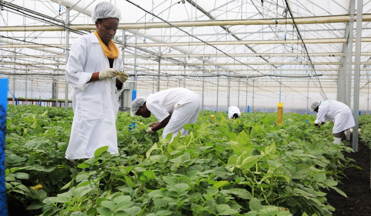 Agric experts work in  a farm of  new variety of potatoes that are grown in a green house in Musanze District. Photo by Sam Ngendahimana