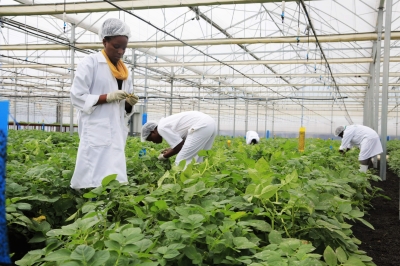 Agric experts work in  a farm of  new variety of potatoes that are grown in a green house in Musanze District. Photo by Sam Ngendahimana