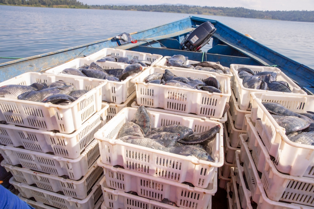 Rwanda targets to produce more than 106,000 metric tons of fish by 2035. Courtesy