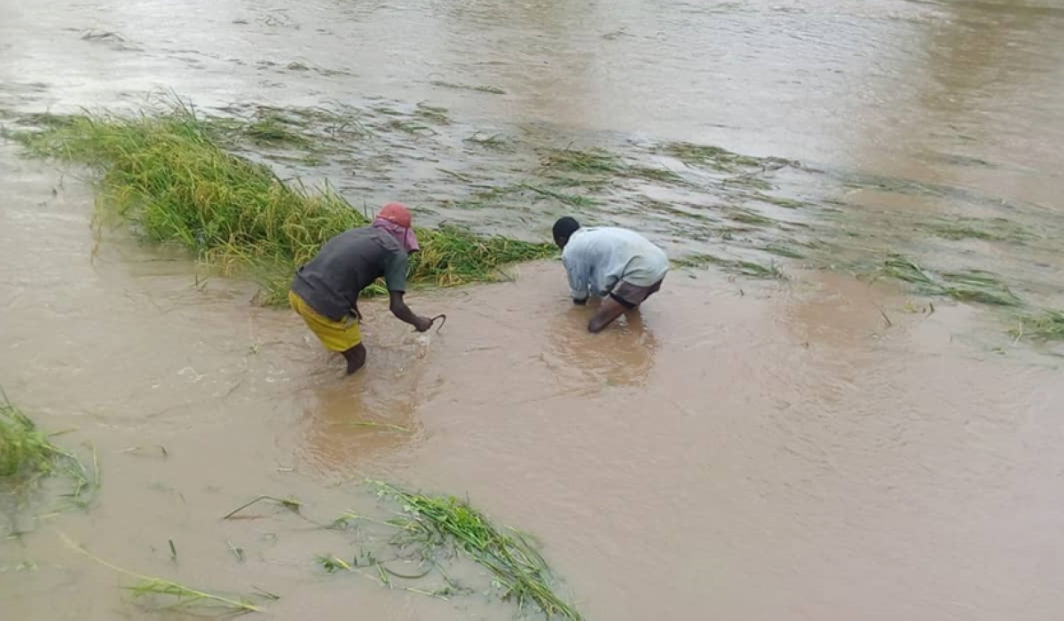 Farmers try to salvage their rice produce from a flooded plantation in the aftermath of heavy rains in Rwangingo Marshland in Nyagatare District on May 6, 2020. Courtesy