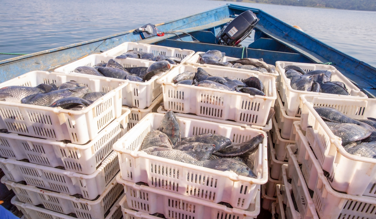 Rwanda targets to produce more than 106,000 metric tons of fish by 2035. Courtesy