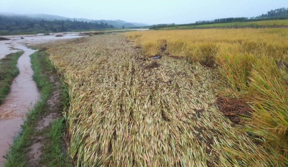 A view of a damaged rice plantation in Bugarama in Rusizi District. According to MINAGRI, more than Rwf2 billion had been paid out to livestock farmers in compansation.File