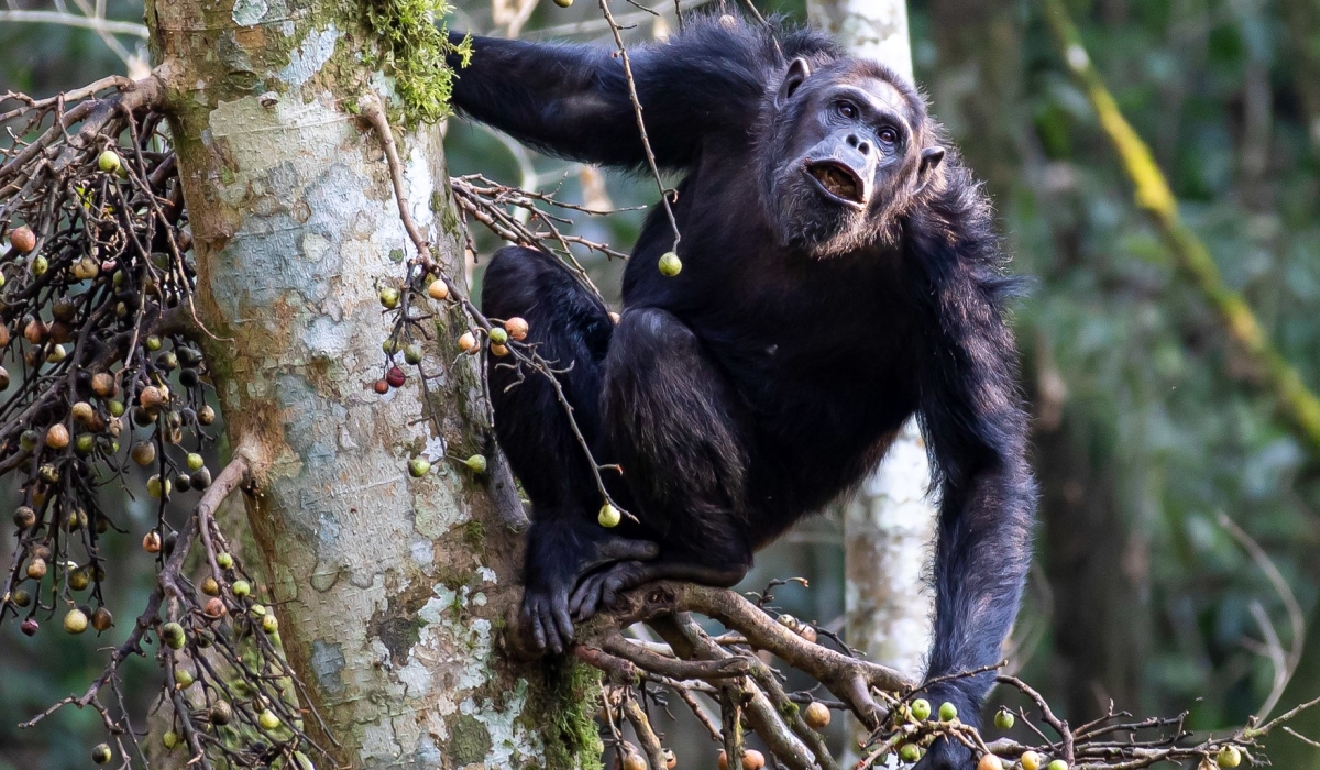 Nyungwe National Park is a must-visit destination, offering diverse activities for adventurers, conservationists, and those seeking tranquility in nature. All photos by Willy Mucyo