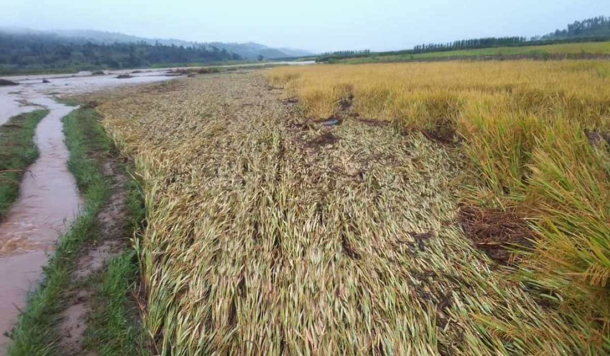 A view of a damaged rice plantation in Bugarama in Rusizi District. According to MINAGRI, more than Rwf2 billion had been paid out to livestock farmers in compansation.File