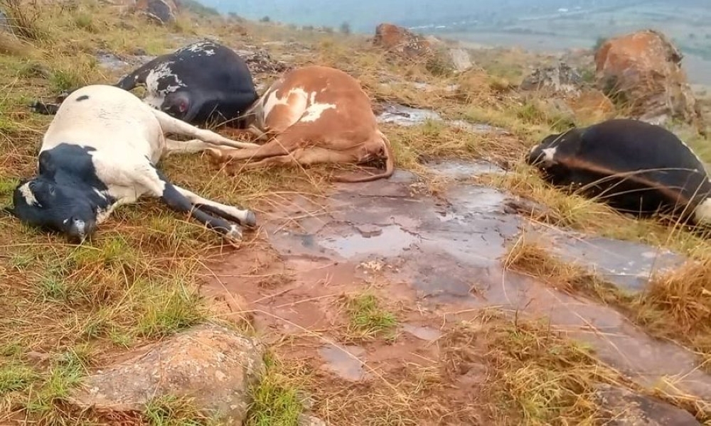 A scene of an incident where a lightning strike claimed the life of one person, along with eight cows and sixteen sheep, during Sunday’s heavy rain in Kirehe District on October 20. Courtesy