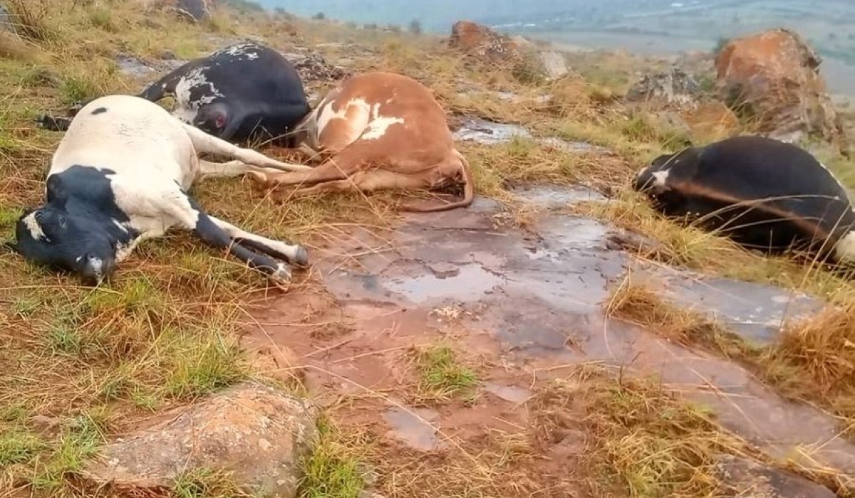 A scene of an incident where a lightning strike claimed the life of one person, along with eight cows and sixteen sheep, during Sunday’s heavy rain in Kirehe District on October 20. Courtesy