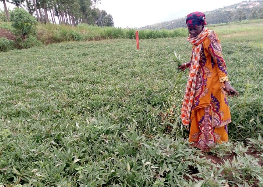 A farmer inspects her sweet potatoes. Farmers without irrigation capabilities are adopting short-cycle and climate resilient crops such as sweet potatoes, beans, and cassava.