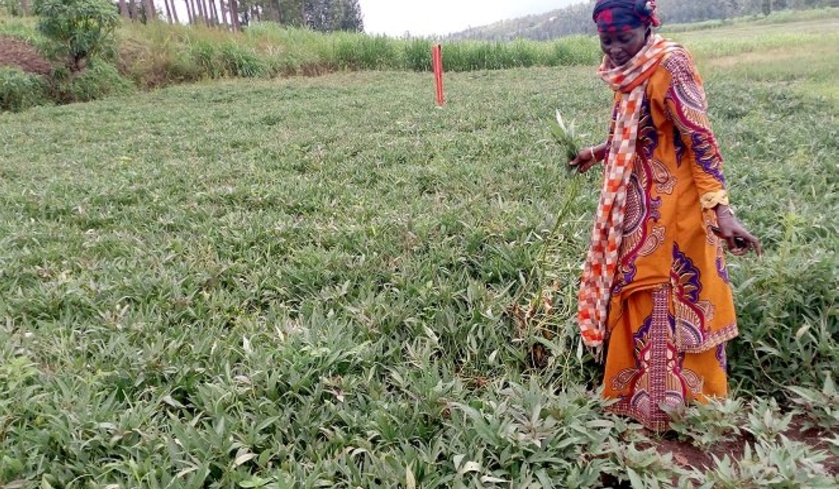 A farmer inspects her sweet potatoes. Farmers without irrigation capabilities are adopting short-cycle and climate resilient crops such as sweet potatoes, beans, and cassava.