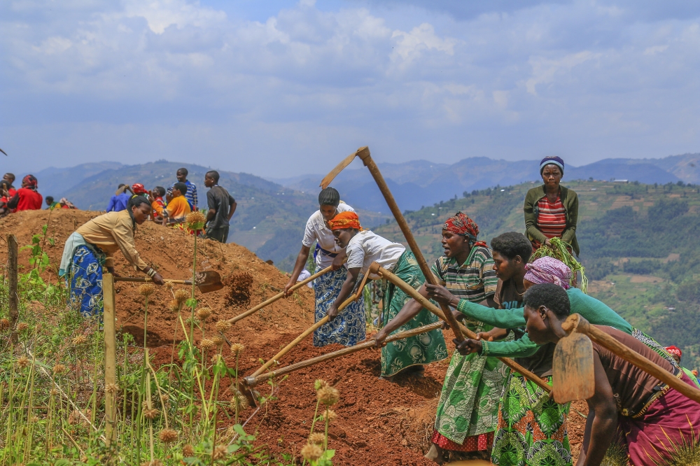 Farmers cultivate cassava in Rulindo District. Farmers without irrigation capabilities are adopting short-cycle and climate resilient crops. Courtesy