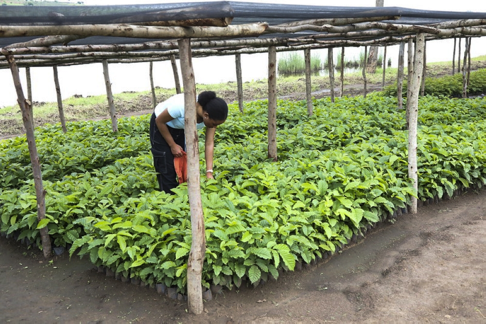 A nursery tree in Bugesera District. Ten districts are set to receive a substantial share of the 65 million trees to be planted across Rwanda this October. File