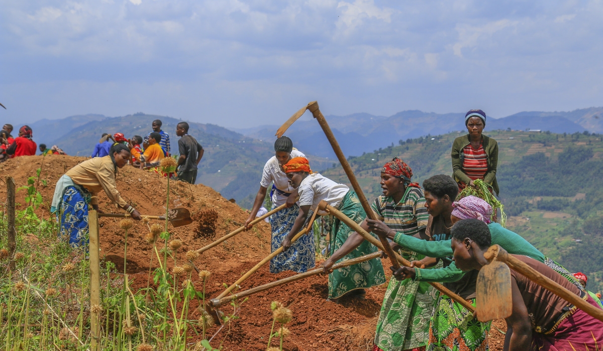 Farmers cultivate cassava in Rulindo District. Farmers without irrigation capabilities are adopting short-cycle and climate resilient crops. Courtesy