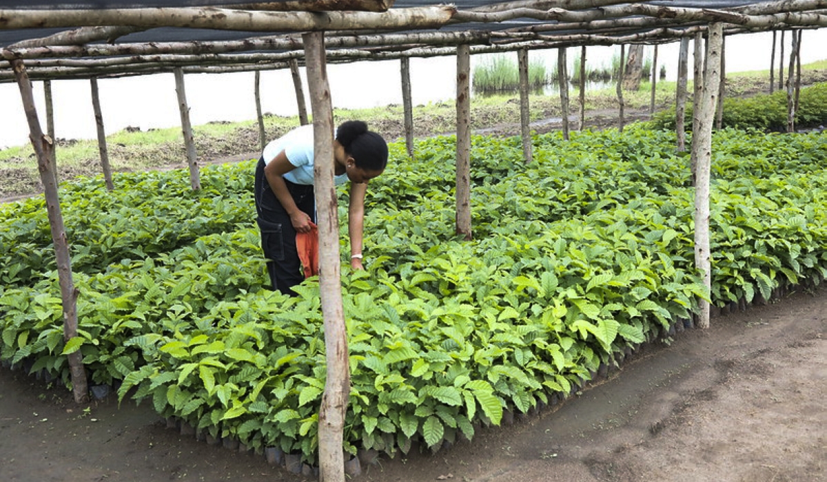 A nursery tree in Bugesera District. Ten districts are set to receive a substantial share of the 65 million trees to be planted across Rwanda this October. File