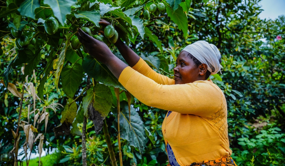 A woman inspects her fruits trees in Nyamagabe. MINAGRI has a five-year initiative to grow fruit trees across the country in a drive aimed at combatting malnutrition.