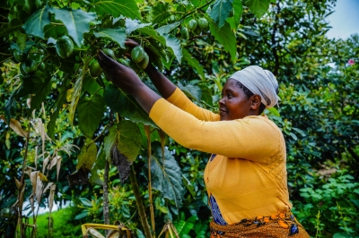 A woman inspects her fruits trees in Nyamagabe. MINAGRI has a five-year initiative to grow fruit trees across the country in a drive aimed at combatting malnutrition.