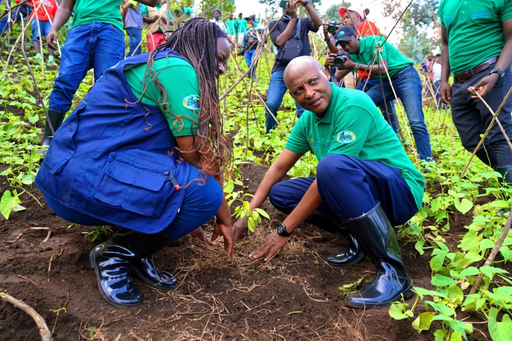 Agriculture Minister Mark Cyubahiro Bagabe participates in a fruit tree planting activity in Rubavu District, on Thursday, October 24. GERMAIN NSANZIMANA