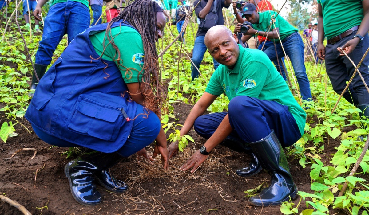 Agriculture Minister Mark Cyubahiro Bagabe participates in a fruit tree planting activity in Rubavu District, on Thursday, October 24. GERMAIN NSANZIMANA