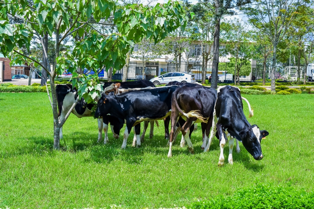 Ndabaga Organisation, a nonprofit organization that brings together ex-women combatants, donated eight cows to veteran families in Nyagatare on October 25.