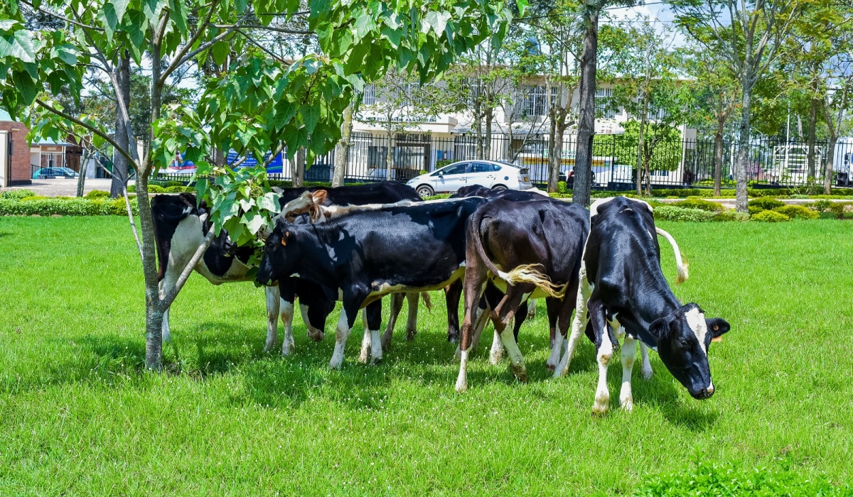 Ndabaga Organisation, a nonprofit organization that brings together ex-women combatants, donated eight cows to veteran families in Nyagatare on October 25.