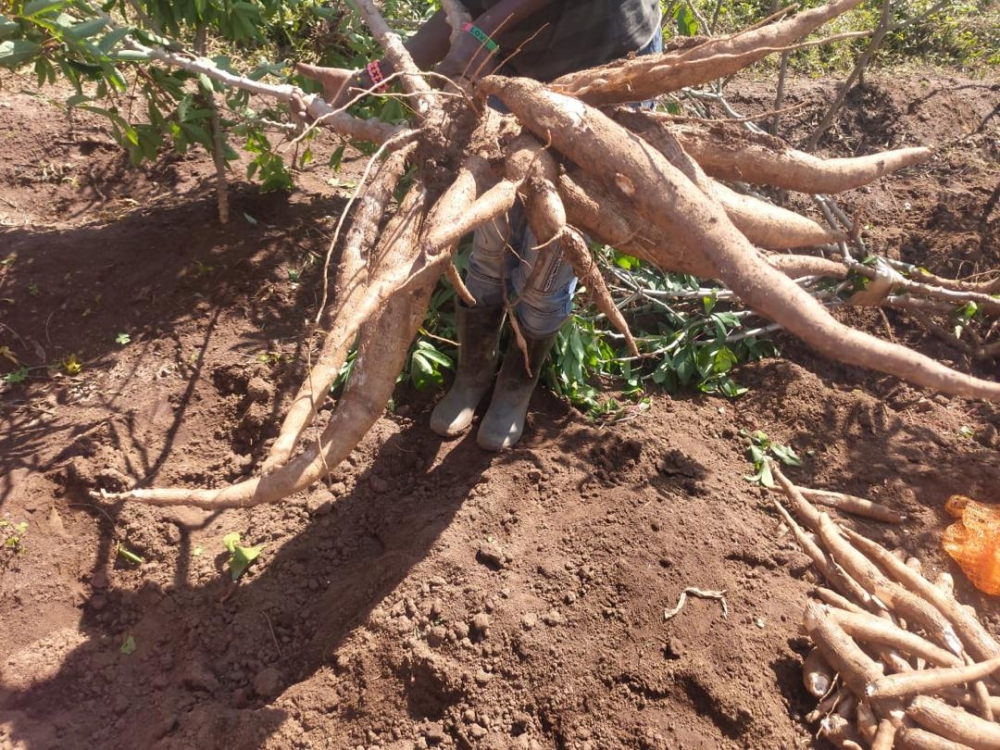 A man holds a harvested GM cassava plant at a confined field trial site in Rubona, Huye District, in November 2023 (courtesy photo).