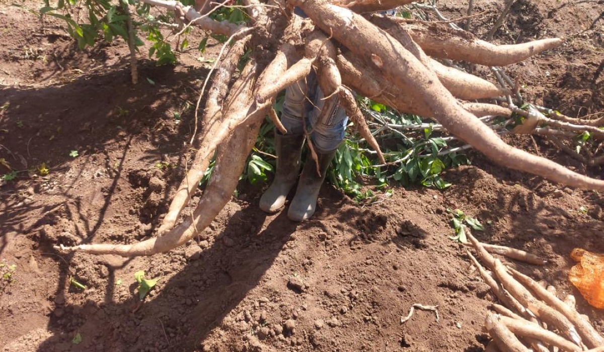 A man holds a harvested GM cassava plant at a confined field trial site in Rubona, Huye District, in November 2023 (courtesy photo).